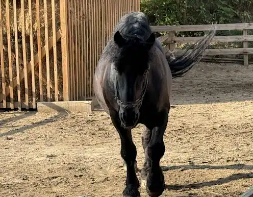 ArcaLand-CalulFrizian2