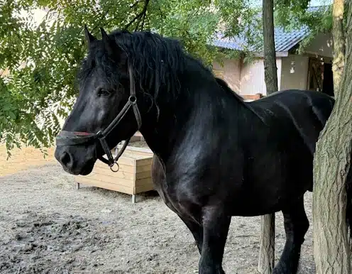 ArcaLand-CalulFrizian3