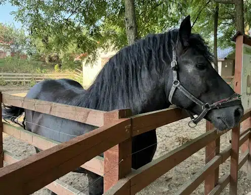 ArcaLand-CalulFrizian4