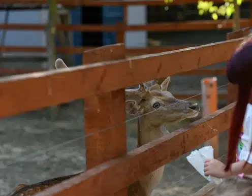 ArcaLand-Caprioara13