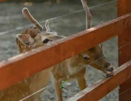 ArcaLand-Caprioara13